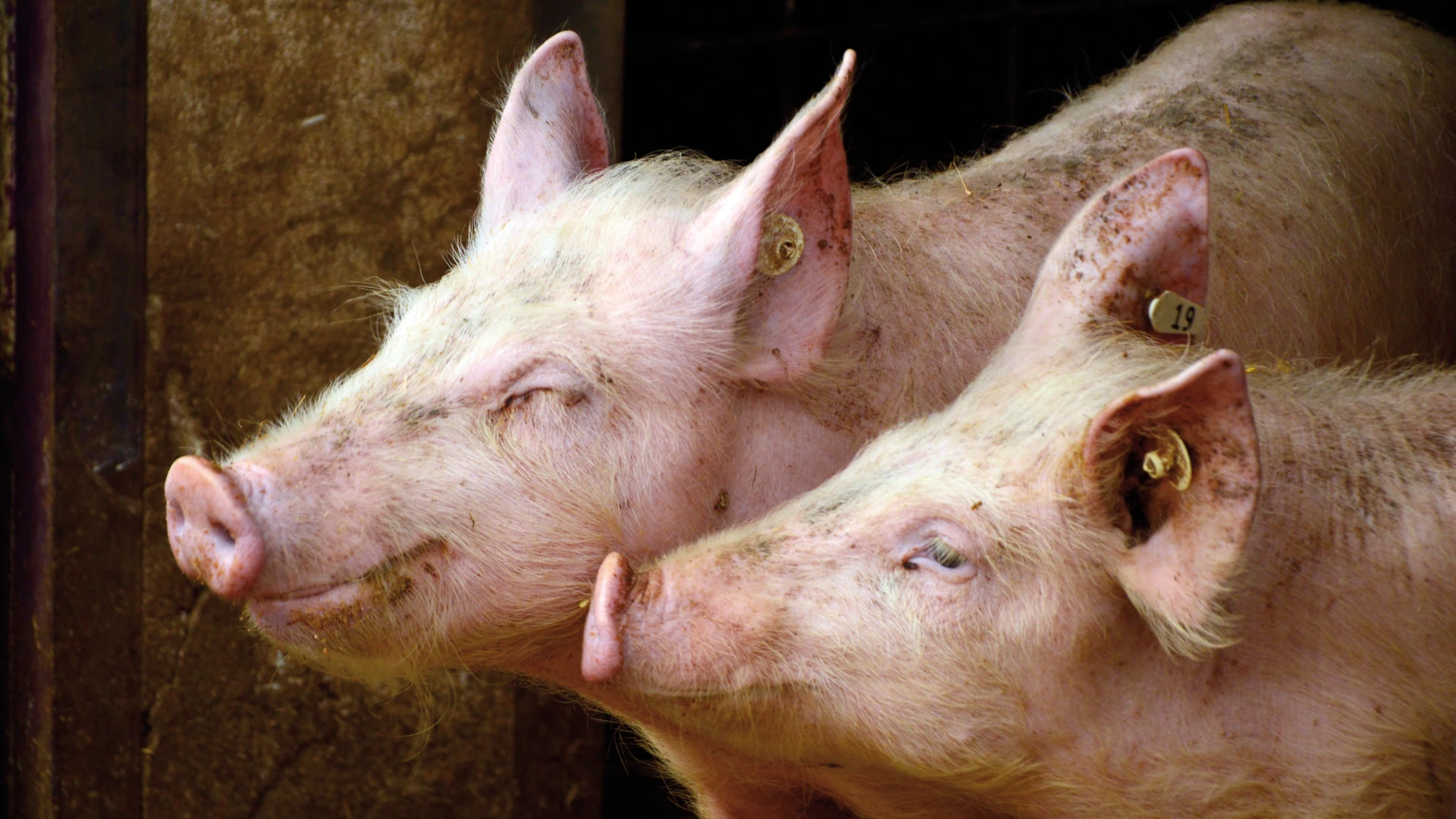 BSTIM Boar Odour helps Gilt relax