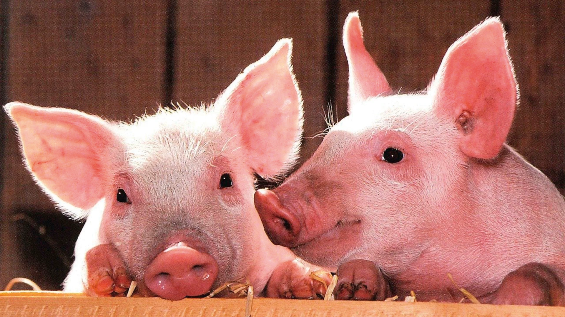 BSTIM Boar Odour increase litter size